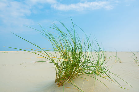 græs, Borkum, Beach, natur, ingen mennesker, sand, dag