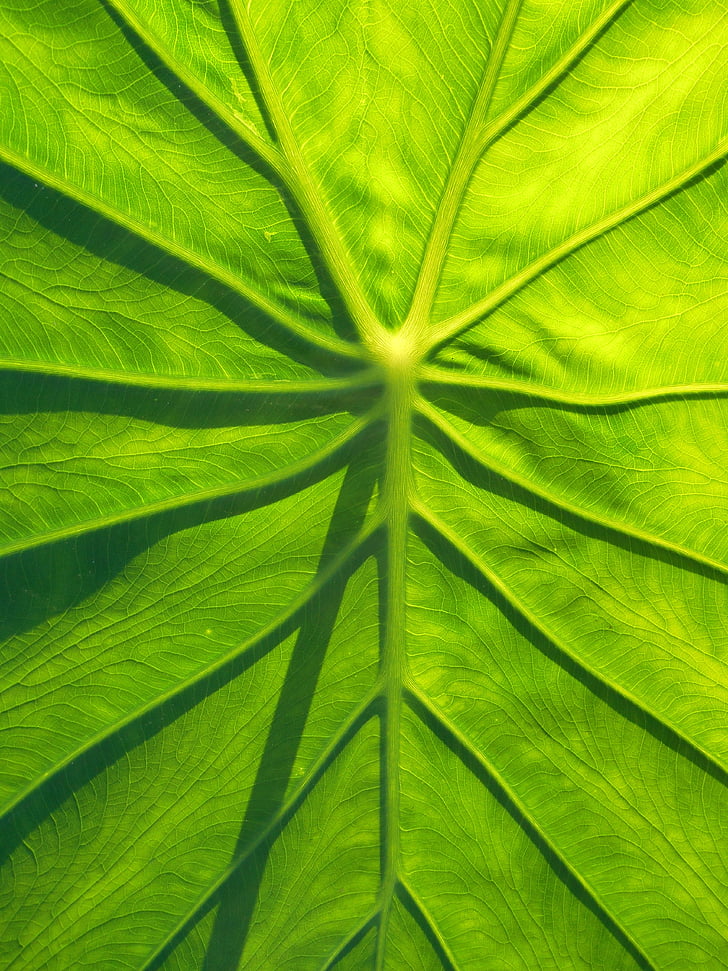 Leaf, Taro, fiziska, zaļa, lapu dārzeņi, augu, daba