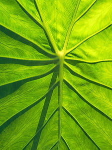 leaf, taro, natural, green, leaf vegetables, plant, nature