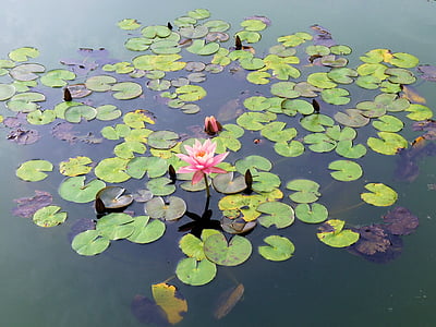 waterlily, flower, water, lily, aquatic, peaceful, leaves