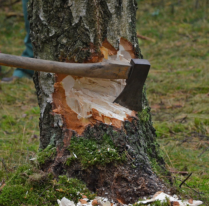 Нарежете дърво, брадва, дървен материал, случаи, щамове, дървообработка, бреза