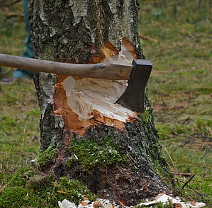 Κόψτε το δέντρο, τσεκούρι, ξύλο, περιπτώσεις, στελέχη, Ξυλόγλυπτα, βετούλης (σημύδας)