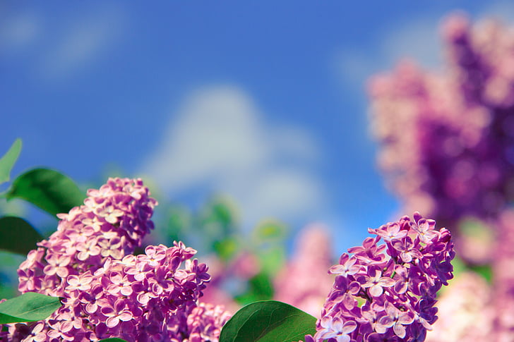 flower, aroma, smell, nature, spring, health, fresh