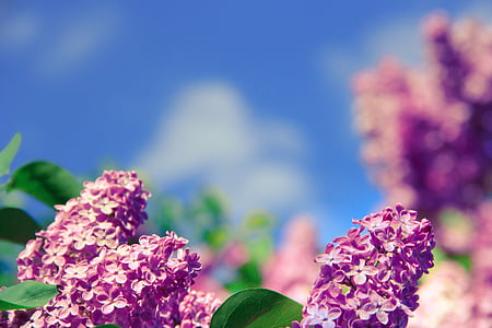 gėlė, aromatas, kvapas, Gamta, pavasarį, sveikatos, šviežios