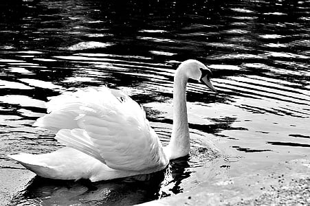 swan, grace, wild, white, bird, nature, graceful