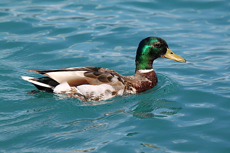 duck, ducks, animal, water bird, water, drake, nature