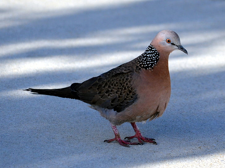 spotted dove, pigeon, bird, spilopelia chinensis, mountain dove, pearl-necked dove, lace-necked dove