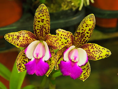 guardian liya, orchid, spot, nature, flower, petal, plant