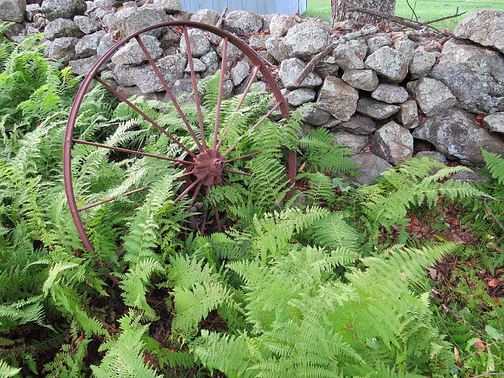 wagon, wheel, old wagon wheel, ferns, stone wall, fern