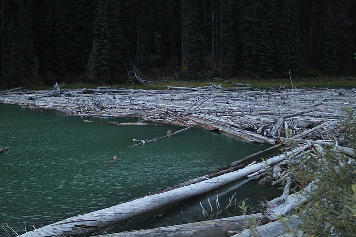 víz, tó, naplók, Beaver dam