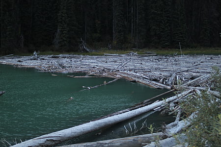 água, Lago, logs, Beaver dam
