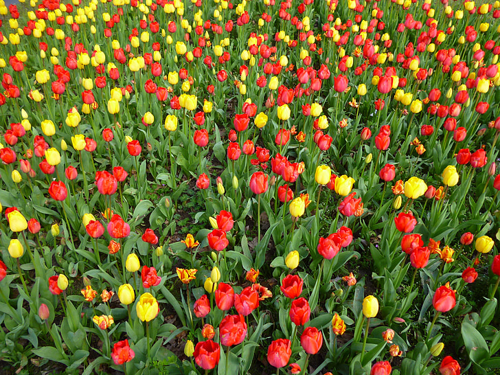 camp de tulipa, flors de primavera, groc, vermell, flors, primavera, planta