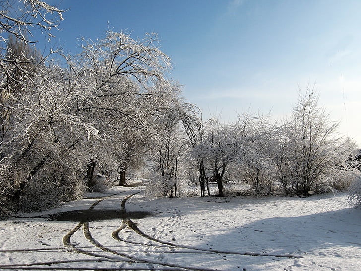 l'hivern, matí, paisatge, neu, fred, cel, Alba