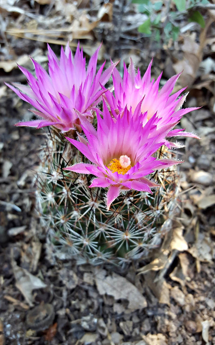 kvet kaktusu, Bisbee ostnaté star kaktus, kvet, púštny kvet, kaktus, kaktusy, šťavnaté