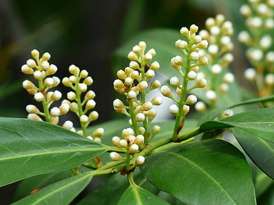 Prunus laurocerasus, Bud, Bush, flor, floración, Blanco, planta