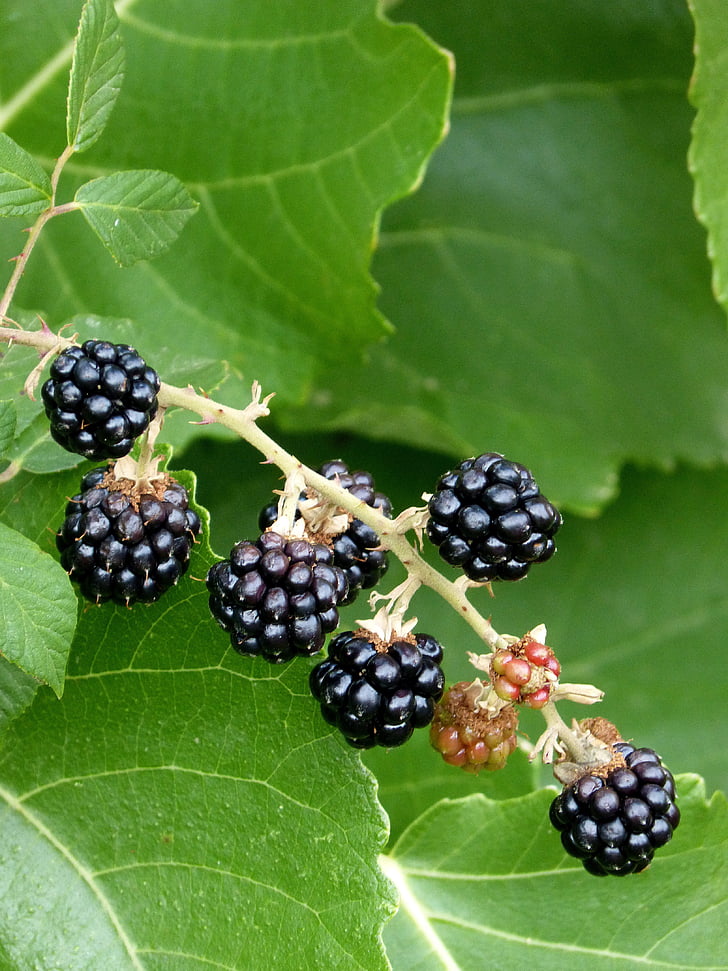 blackberry, berries, black, mora, fruit, food, ripe