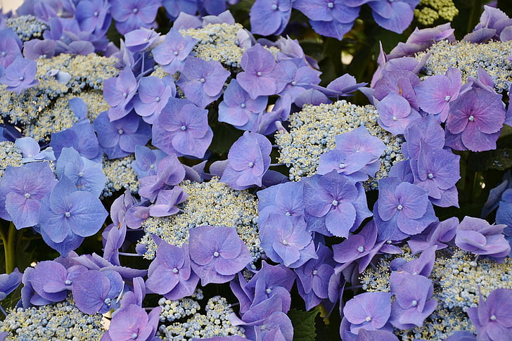 hortensia, blomster, lilla, blå, blomst, hage, kjørvel