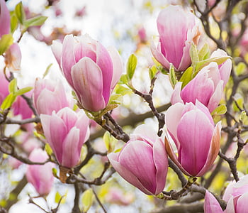 Magnolia, Magnolia blossom, Tulip magnolia, merah muda, putih, bunga, pohon Magnolia
