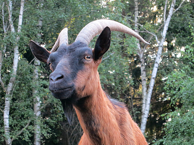 billy goat, goat, pet, zoo, goatee, domestic goat, horns