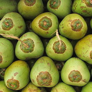 kokosové ořechy, ovoce, Coco, zelená, semeno, peckovice, Tropical