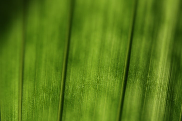 green, plant, leaf, macro, structure, structures, nature