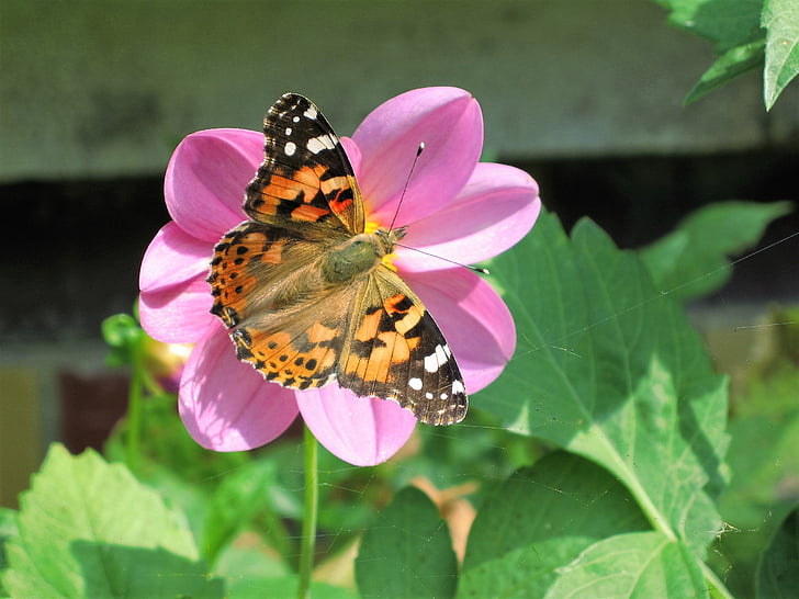 bloem, vlinder, natuur, zomerbloemen, vliegende insecten, levende natuur, in de zomer