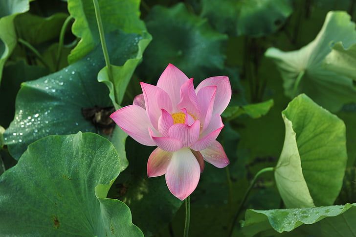 Lotus, kaunad, Lotus lehed, lilled, värske, Kaunis, lill
