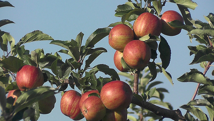 frukt, Apple, Orchard, Pfalz, mat, vitaminer, friska