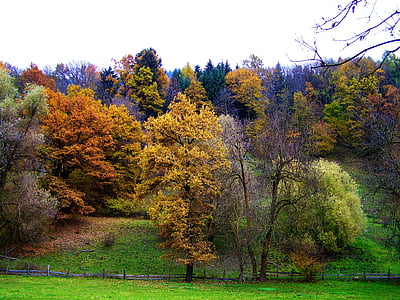 herfst, kleurrijke herfst bos, natuur