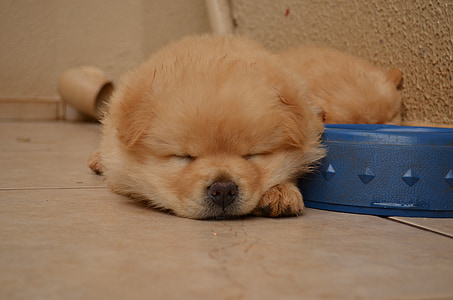 ChowChow, chiot, dormir, chiens, animal de compagnie, animal, canine