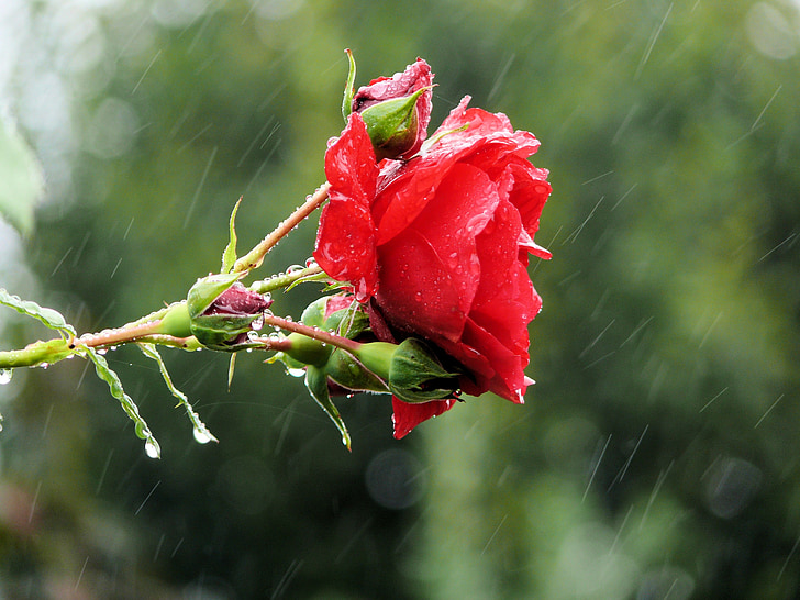 τριαντάφυλλο, λουλούδια, βροχή, λουλούδι, άνθιση, φύση, κόκκινο
