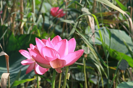 lotusblomster, blomst, vann, natur, anlegget, rosa fargen, petal
