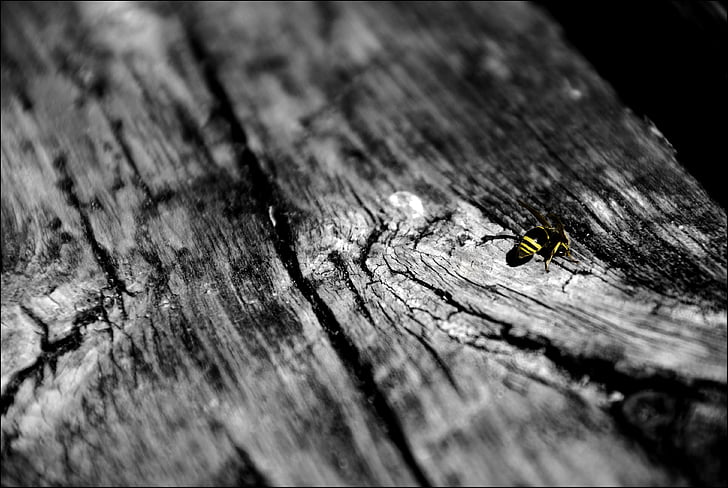 SW, včela, dřevo