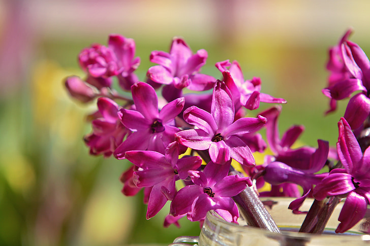 Hyacinth, cvet, dišeči cvet, spomladi cvet, roza, cvetje, blizu