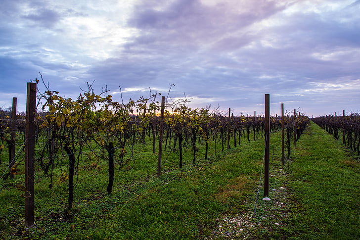 vineyard, autumn, cloud