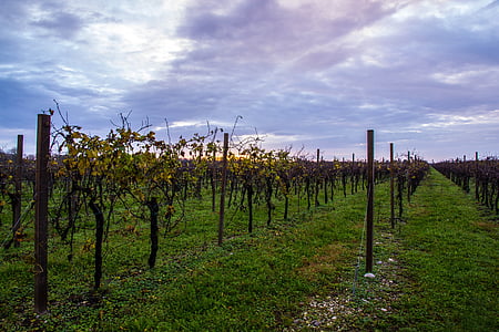 vingård, hösten, molnet