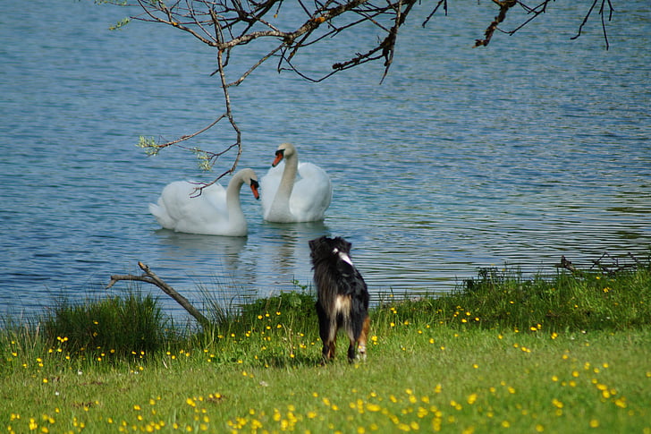 swan, dog, water, lake, encounter, animals, river