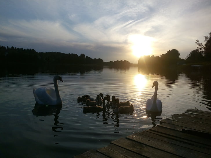 pôr do sol, Lago, cisnes, família, noite, Parque, água