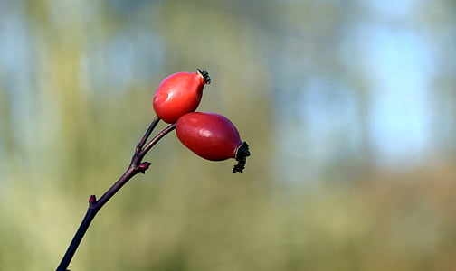 Rose hip, merah, alam, Wild rose, musim gugur, buah, Bush
