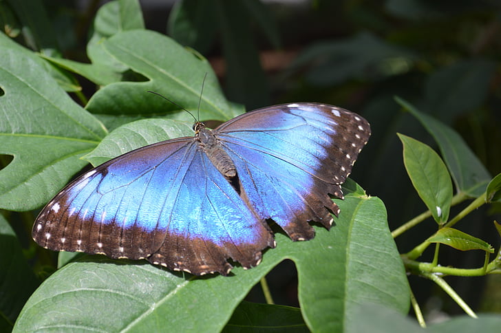morpho peleides, butterfly, blue, bug, insect, costa rica, south america