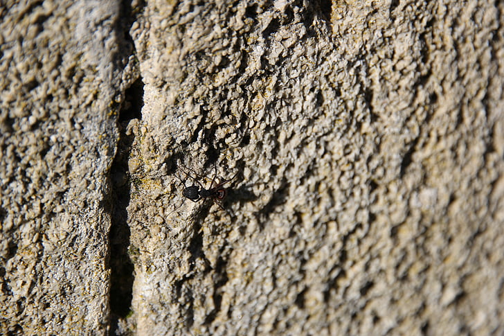 Pierre, textura, paret, fons, insecte, formiga