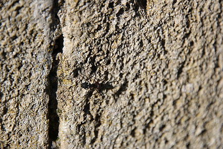 Pierre, texture, mur, arrière-plan, insecte, fourmi