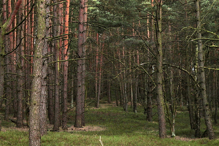 skov, træer, natur, træ, skov, udendørs, blad