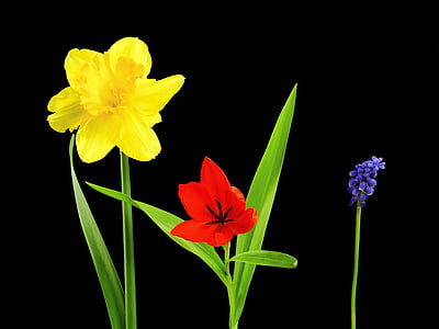 bunga, tanaman, alam, Narcissus, osterglocken, Tulip, eceng gondok