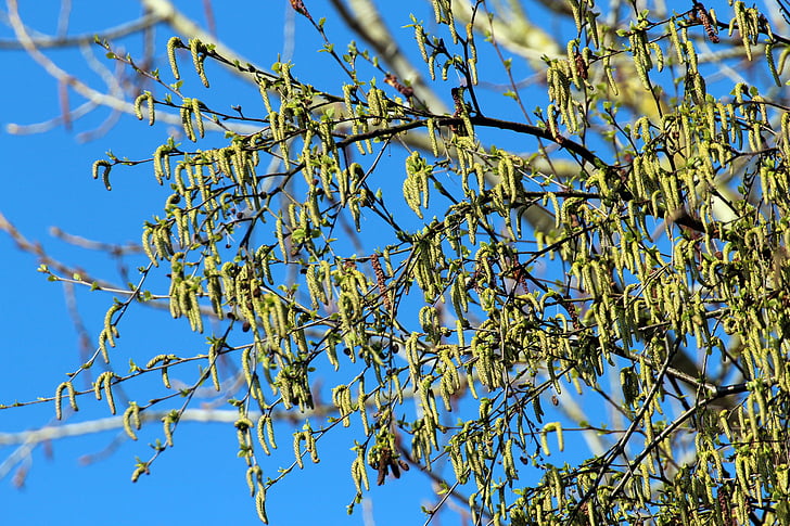 pašniki, drevo, Salix, veje, Pomladni nakit, pomlad