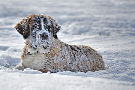 snow, dog, dog in the snow, st bernard dog in the snow, snow dog, winter