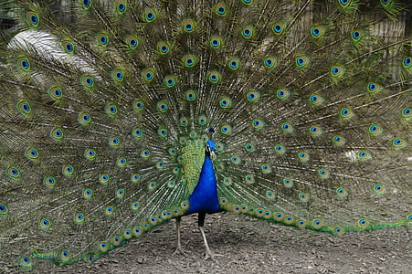 Peacock, đánh bại rad, bánh xe công, con chim, lông vũ, balz, bộ lông