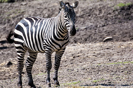 Zoo, Zebra, Tier, tierische wildlife, Tiere in freier Wildbahn, gestreift, ein Tier