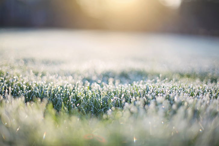 frost on grass, early morning, frost, morning, bokeh in grass, grass, nature