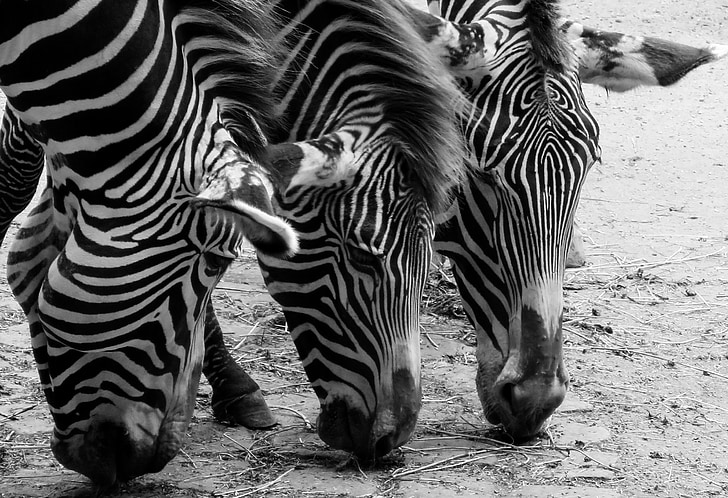 Zebra, živali, črno-belo, vodja, črtasto